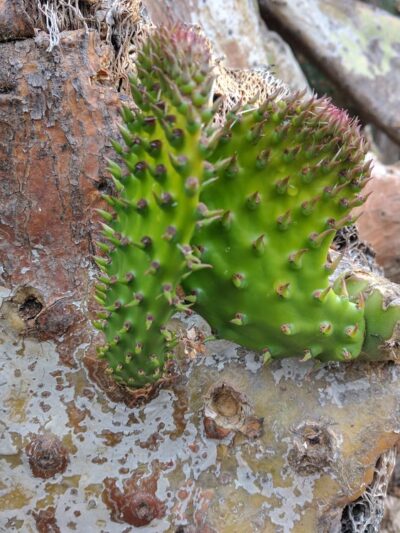 Dove Tail Park - San Marcos, CA