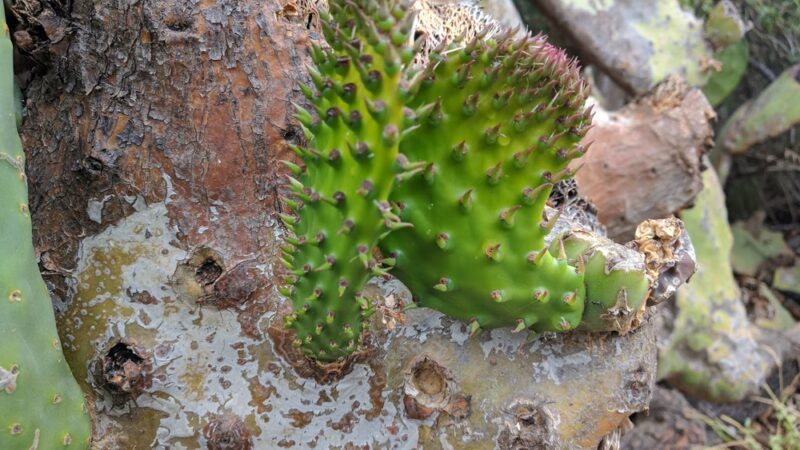 Dove Tail Park - San Marcos, CA