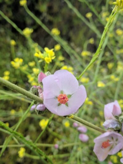 Dove Tail Park - San Marcos, CA