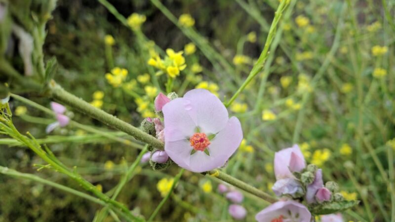 Dove Tail Park - San Marcos, CA