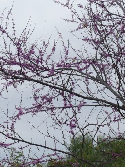 Mahogany Park - San Marcos, CA