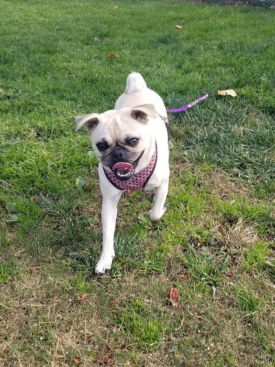 Mahogany Park - San Marcos, CA