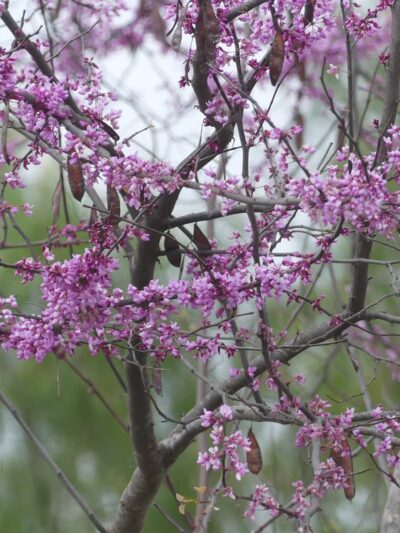 Mahogany Park - San Marcos, CA