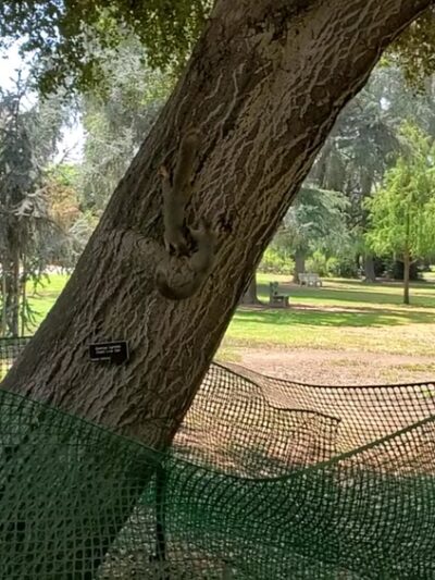 Lacy Park - San Marino, CA