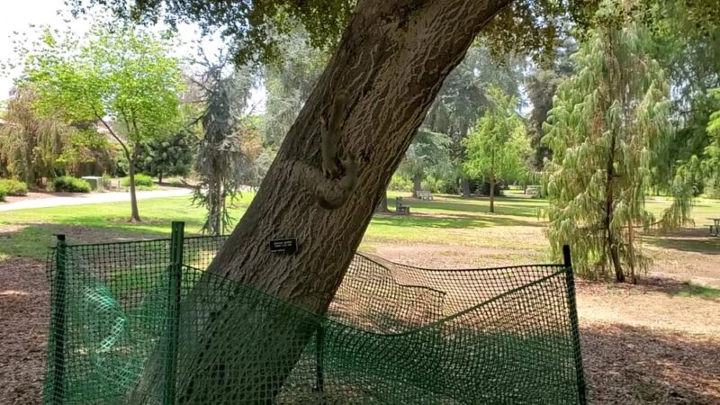 Lacy Park - San Marino, CA