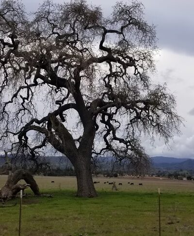 Martín Murphy Trailhead - San Martin, CA