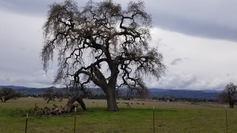 Martín Murphy Trailhead - San Martin, CA