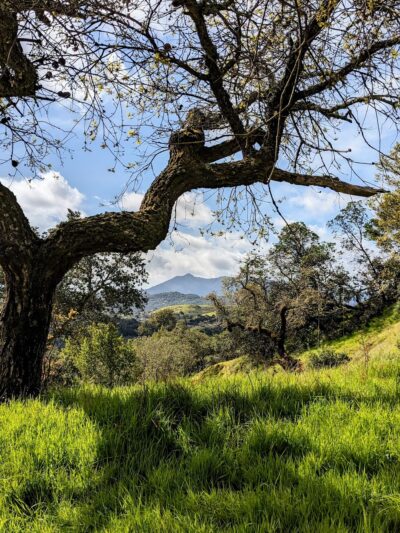 Queenstone Fire Road Trailhead - San Rafael, CA