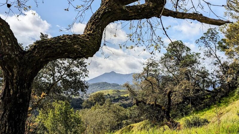 Queenstone Fire Road Trailhead - San Rafael, CA