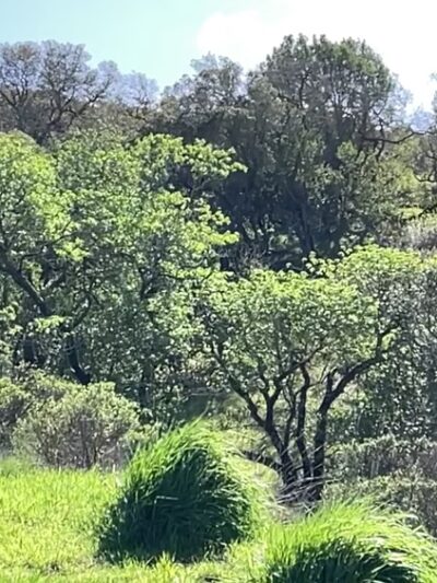 Terra Linda Preserve - San Rafael, CA