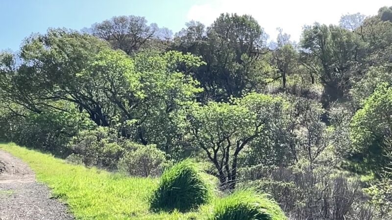 Terra Linda Preserve - San Rafael, CA