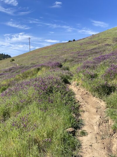 Terra Linda Preserve - San Rafael, CA