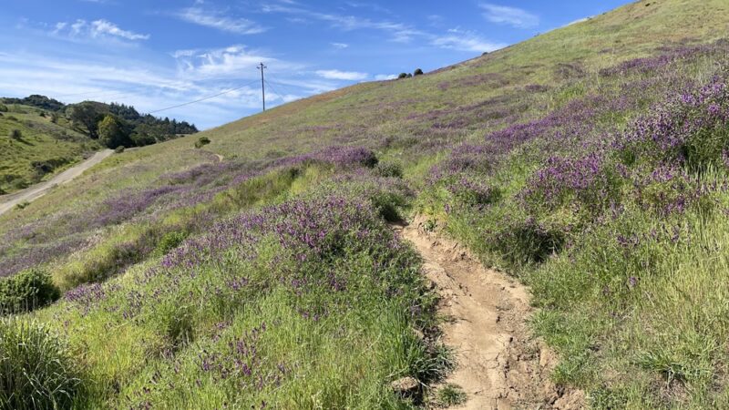 Terra Linda Preserve - San Rafael, CA