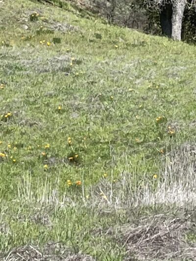 Terra Linda Preserve - San Rafael, CA