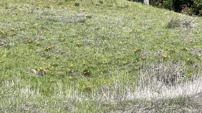 Terra Linda Preserve - San Rafael, CA