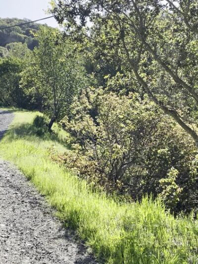 Terra Linda Preserve - San Rafael, CA
