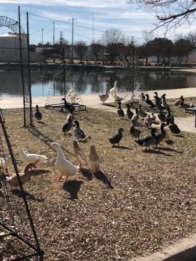 Mill Pond Park, San Saba, TX - San Saba, TX