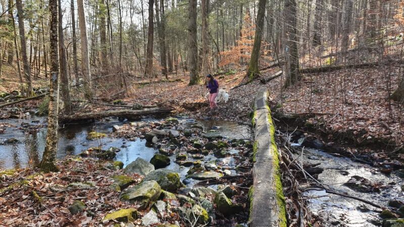 Paugussett State Forest - Parking Lot - Sandy Hook, CT