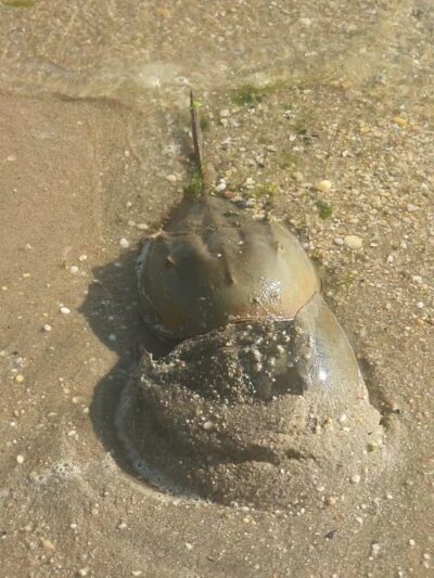 Seal Beach - Sandy Hook, NJ