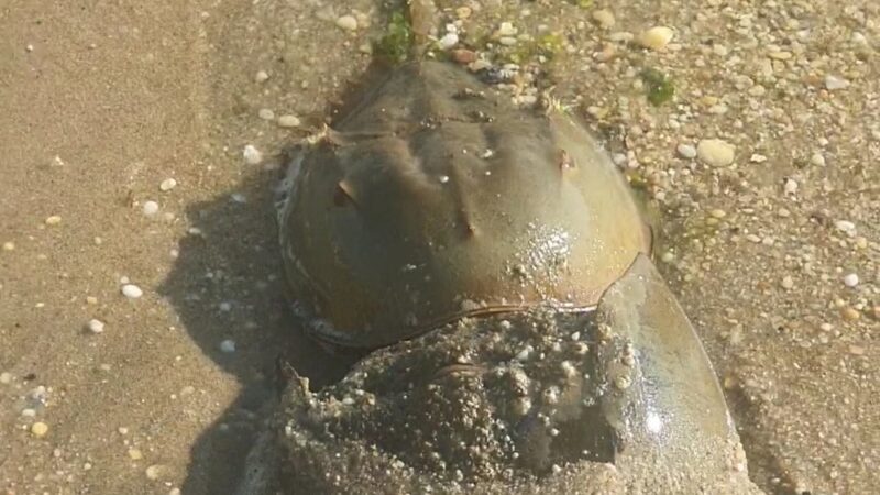 Seal Beach - Sandy Hook, NJ