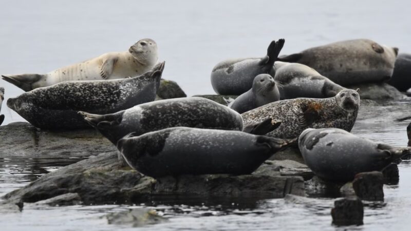 Seal Beach - Sandy Hook, NJ
