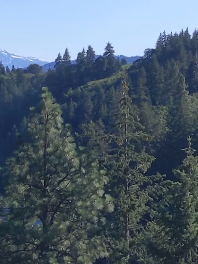 Mount Hood National Forest - Sandy, OR