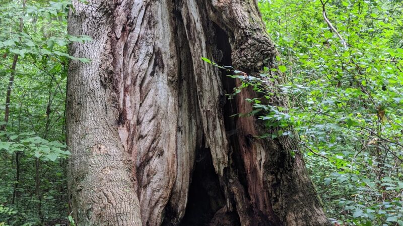 The Underground Railroad Experience Trail - Sandy Spring, MD