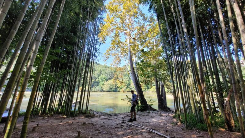 Bamboo Forest - Sandy Springs, GA