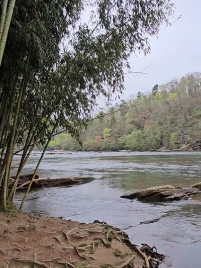 Bamboo Forest - Sandy Springs, GA