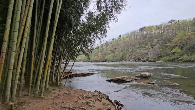 Bamboo Forest - Sandy Springs, GA