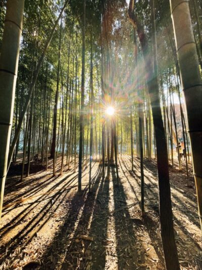Bamboo Forest - Sandy Springs, GA