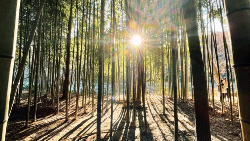 Bamboo Forest - Sandy Springs, GA