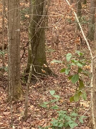 Lost Corner Preserve - Sandy Springs, GA