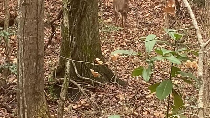 Lost Corner Preserve - Sandy Springs, GA