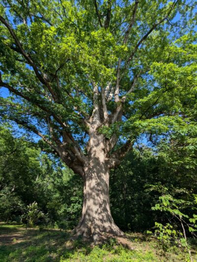 Lost Corner Preserve - Sandy Springs, GA