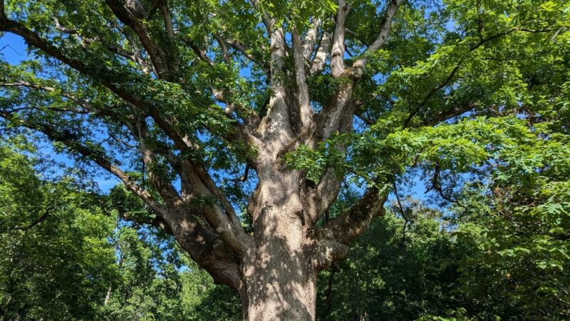 Lost Corner Preserve - Sandy Springs, GA