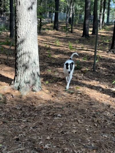 West Side Dog Park - Sanford, MI