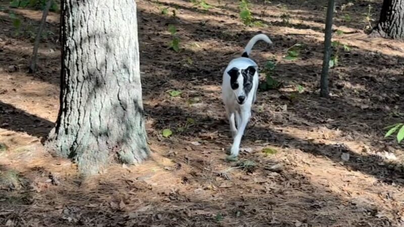 West Side Dog Park - Sanford, MI