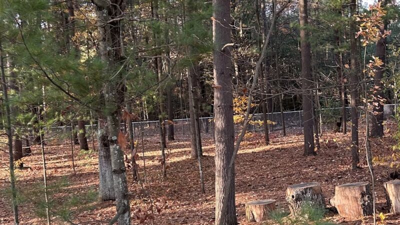 West Side Dog Park - Sanford, MI