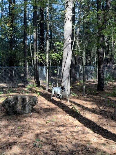 West Side Dog Park - Sanford, MI
