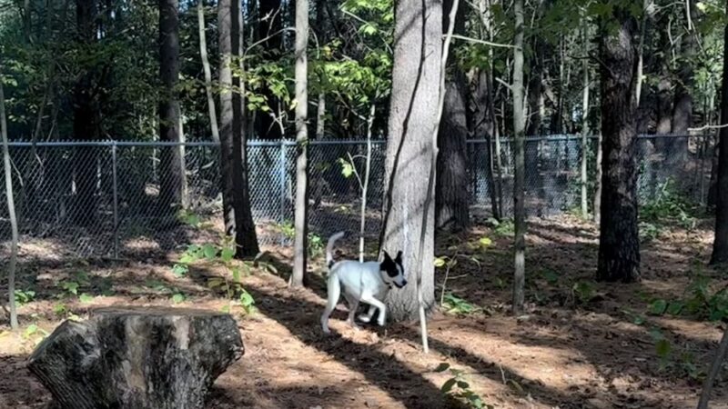 West Side Dog Park - Sanford, MI