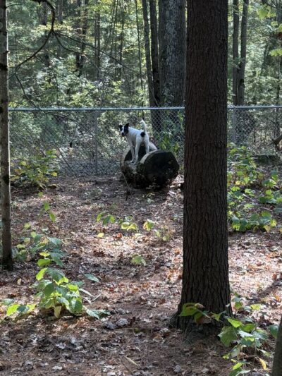 West Side Dog Park - Sanford, MI