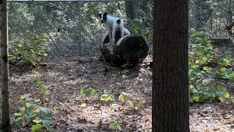 West Side Dog Park - Sanford, MI