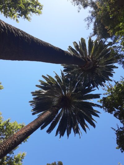 Birch Park - Santa Ana, CA