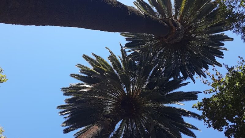 Birch Park - Santa Ana, CA