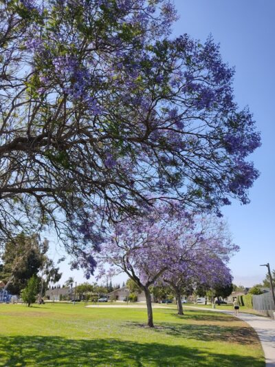 Lillie King Park - Santa Ana, CA