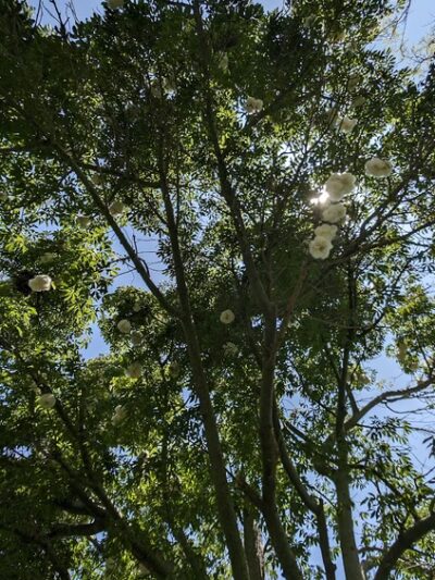 Mabury Park - Santa Ana, CA