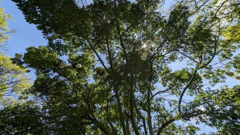 Mabury Park - Santa Ana, CA