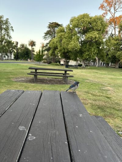 Agnew Park - Santa Clara, CA