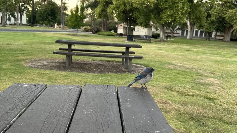 Agnew Park - Santa Clara, CA
